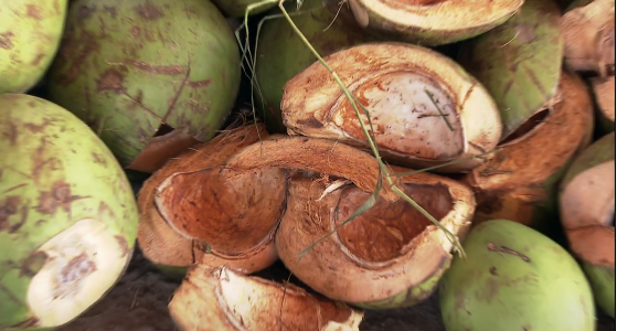 Sobra da casca de coco pode servir para a produção de adubo