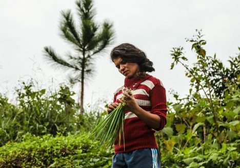 Embrapa e MDA lançam curso para quem quer elaborar projetos para o Pronaf Agroecologia