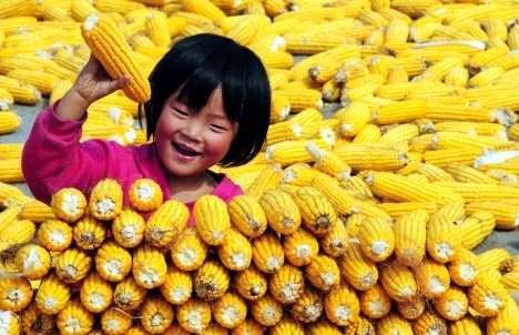 Governo chinês multa por não rotular alimentos transgênicos Governo chinês multa por não rotular alimentos transgênicos
