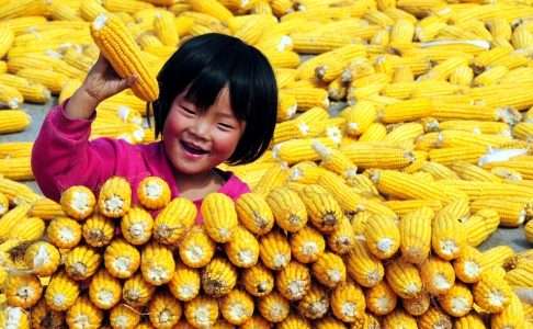 Governo chinês multa por não rotular alimentos transgênicos