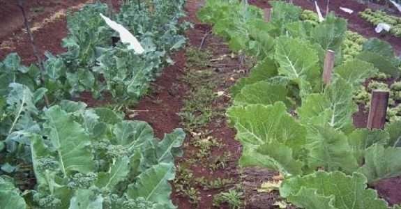 Hortas orgânicas podem ser uma boa dica para ter lucro através do próprio quintal