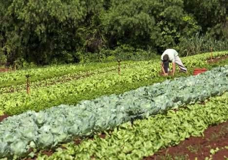 Cresce o mercado de alimentos orgânicos no Distrito Federal Cresce o mercado de alimentos orgânicos no Distrito Federal