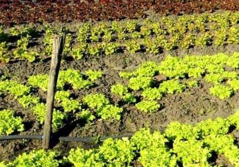 Assentados fornecem alimentos para grupo hospitalar de Porto Alegre