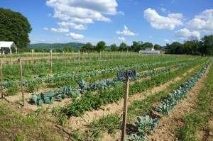 farm