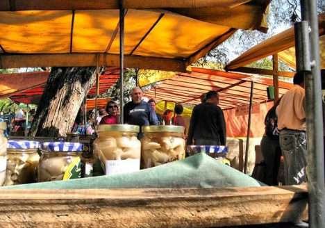 Porto Alegre ganha sua sétima feira de produtos orgânicos Porto Alegre ganha sua sétima feira de produtos orgânicos