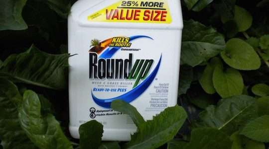 10 informações sobre orgânicos que você precisa saber