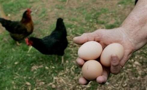 Produtores apostam em ovo orgânico com casca mais resistente