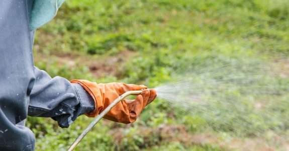 Pesquisadores buscam alternativas para o uso de agrotóxicos nas plantações
