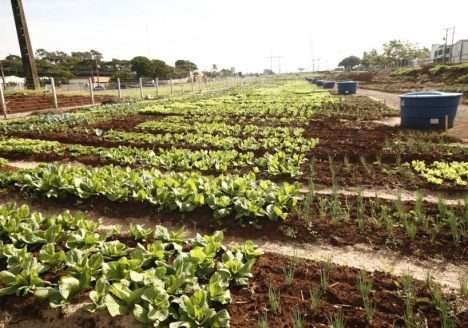 Horta comunitária beneficia moradores do Paraná