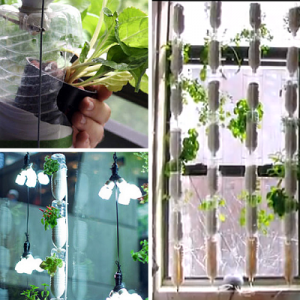 horta_alema