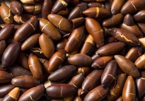 Agricultura regenerativa e o cultivo do Baru