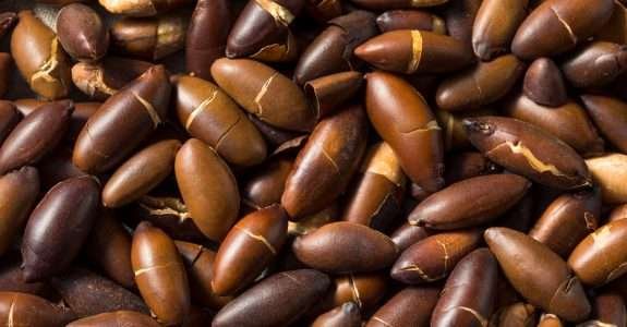 Agricultura regenerativa e o cultivo do Baru