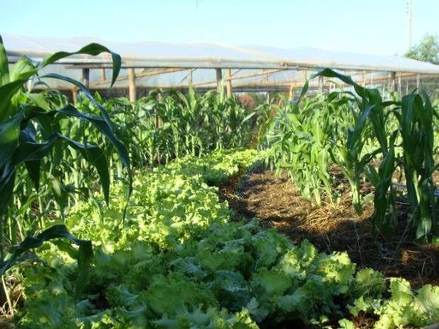 Foto: Agrodebate