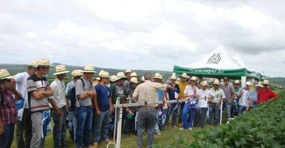 Produção orgânica de feijão em Ponta Grossa