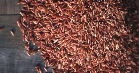 RN retoma a cultura do arroz vermelho