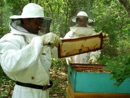 Exportação de mel do Ceará cresce 269% em 10 anos Exportação de mel do Ceará cresce 269% em 10 anos
