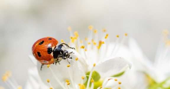 Abertas inscrições para reunião brasileira sobre controle biológico