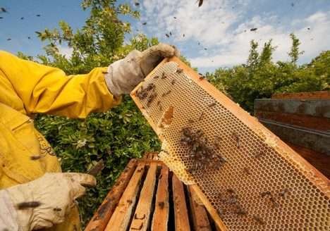 Seca reduz a produção de mel orgânico no Ceará Seca reduz a produção de mel orgânico no Ceará