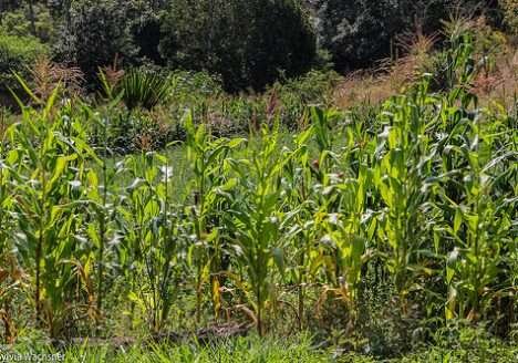 Fazendas orgânicas e a biodiversidade Fazendas orgânicas e a biodiversidade