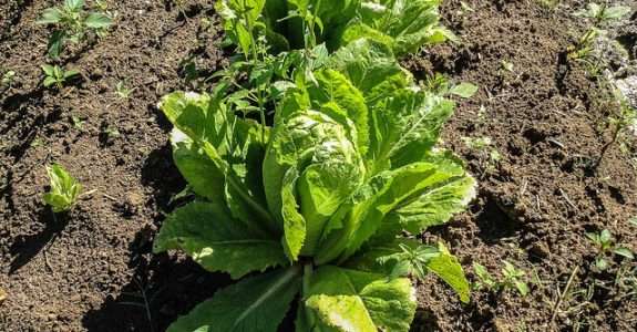 USDA decide não impor exigências regulatórias