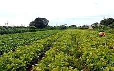 plantação organicaMED