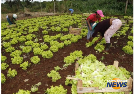 Parceria entre prefeitura de Campo Grande e União beneficia produtores com R$ 1,9 mi Parceria entre prefeitura de Campo Grande e União beneficia produtores com R$ 1,9 mi