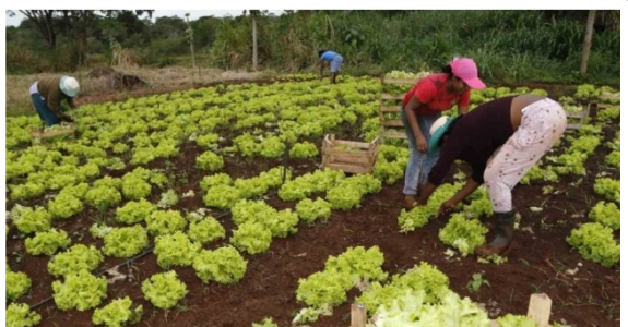 Parceria entre prefeitura de Campo Grande e União beneficia produtores com R$ 1,9 mi
