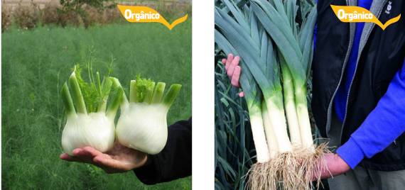 Erva-doce e alho-porro (ou alho-poró) cultivados com sementes orgânicas da Beja. Imagem: Reprodução/Site Oficial da Empresa