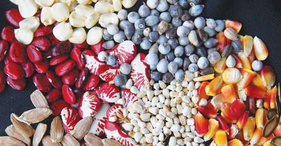 Governo federal investe R$ 1 milhão em sementes para agricultura familiar