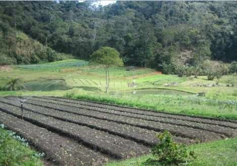 Sítio Cultivar: Há 20 anos produzindo orgânicos Sítio Cultivar: Há 20 anos produzindo orgânicos