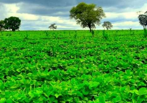 Grãos orgânicos: cresce o mercado de soja e milho orgânicos