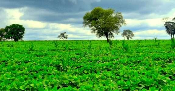 Grãos orgânicos: cresce o mercado de soja e milho orgânicos