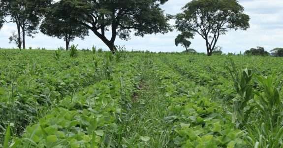 Empresas lançam livro dedicado aos bioinsumos na cultura da soja