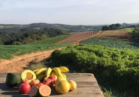 Preços abusivos e concorrência desleal desafiam os orgânicos