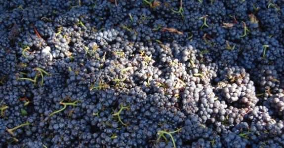 “Agricultura Biodinâmica Aplicada à Fruticultura” é tema de curso no RS