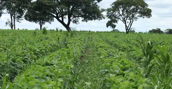 Primeira certificadora de créditos de carbono com sede no Brasil será inaugurada este mês Primeira certificadora de créditos de carbono com sede no Brasil será inaugurada este mês