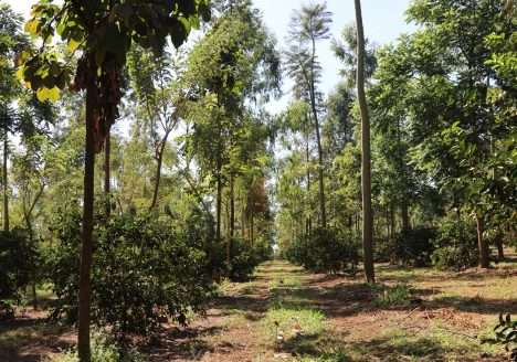 O que é realmente necessário para se tornar ‘orgânico regenerativo’