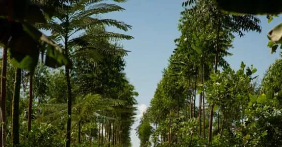 À medida que a agricultura regenerativa avança nos EUA, relatório da Amigos da Terra alerta para “Greenwashing”
