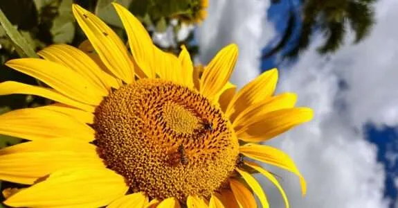 Consórcio de adubos verdes potencializa recursos florais na meliponicultura agroecológica