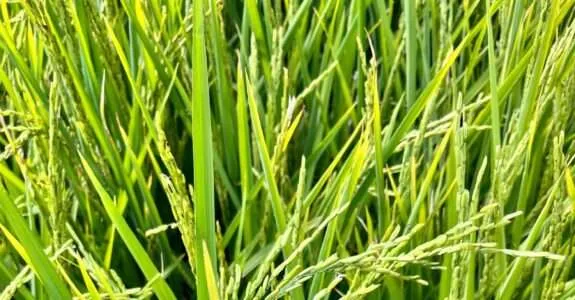 Estratégias agroecológicas garantem alimentos saudáveis e resistência às adversidades climáticas Estratégias agroecológicas garantem alimentos saudáveis e resistência às adversidades climáticas