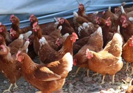 Aquisição da Fazenda da Toca pela Mantiqueira Brasil completa um ano