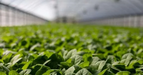 Insumos verdes são demanda crescente no agronegócio