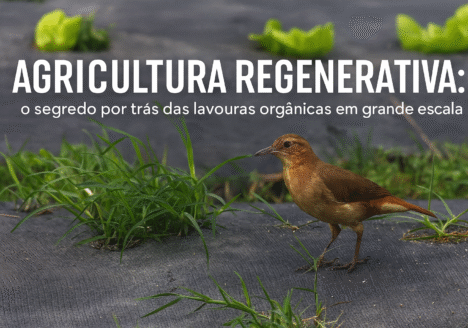 “Agricultura regenerativa: o segredo por trás das lavouras orgânicas em grande escala”