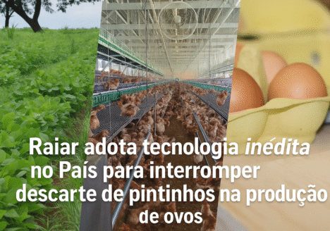 Raiar adota tecnologia inédita no País para interromper descarte de pintinhos na produção de ovos