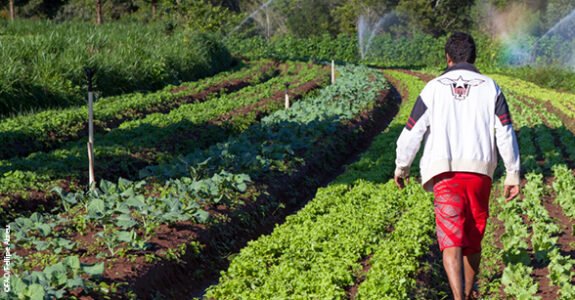 Desafiando a seca: agricultura aposta em orgânicos para transformar o Semiárido