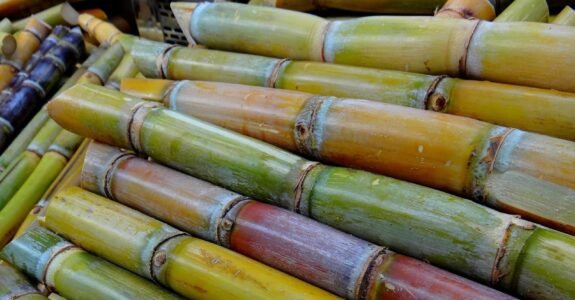 Goiás sob pressão: como o ‘tarifaço’ dos EUA ameaça um mercado bilionário de açúcar orgânico