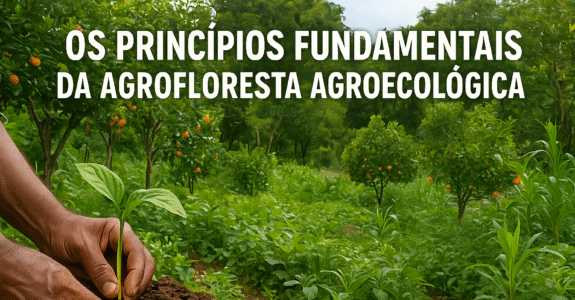 Os Princípios Fundamentais da Agrofloresta Agroecológica