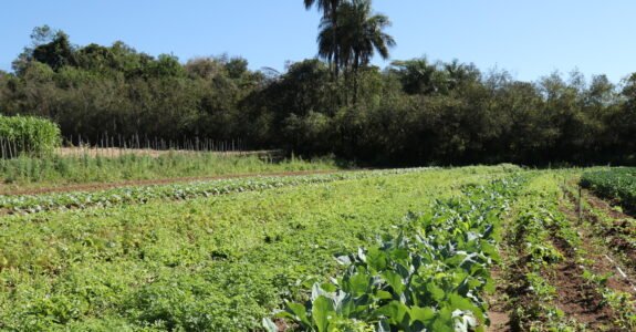 Embrapa projeta o futuro da agroecologia e produção orgânica no Brasil