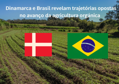Dinamarca e Brasil revelam trajetórias opostas no avanço da agricultura orgânica