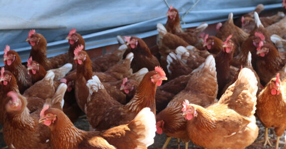 Korin atualiza certificação Orgânico Brasil com a Sbcert